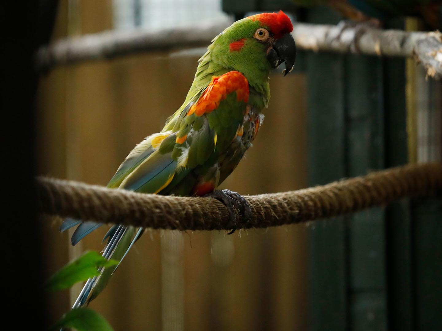 Red fronted macaws sitting on rope Image: Sian Adison 2019